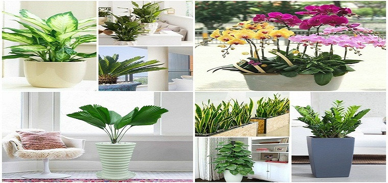 9 Loại cây cảnh thường dùng trong khách sạn