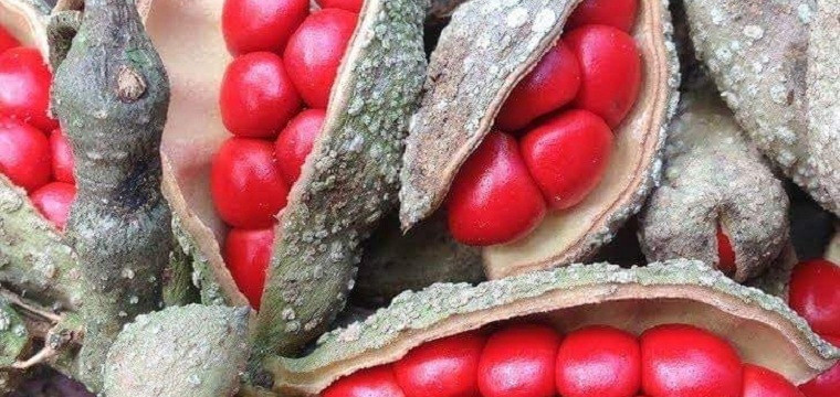 Hạt Dổi - Gia vị “vàng đen” của Việt Nam có gì đặc biệt?