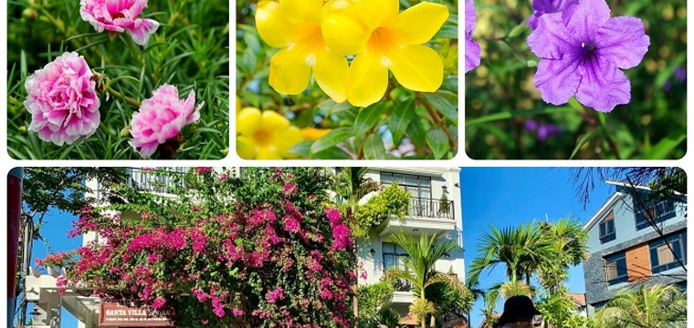 Gọi tên 13 loại cây bụi và hoa sống tốt ở khí hậu biển