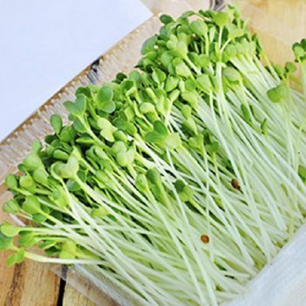 Rau mầm củ cải trắng